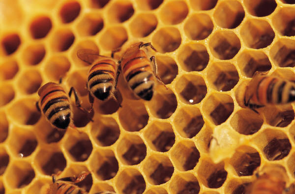 Zašto ekološki med?